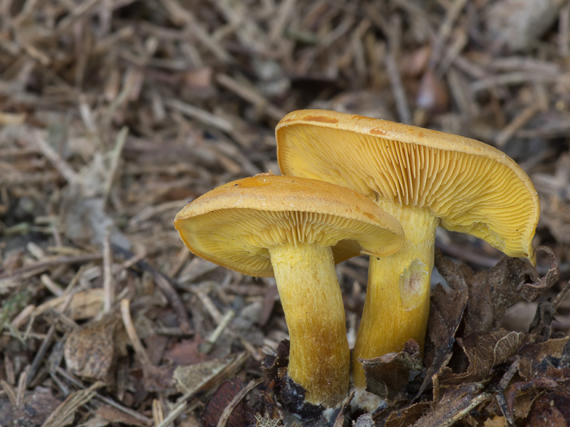 Calocybe chrysenteron